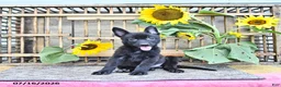 Mixed Breed dogs for sale: Alice - Ad 3