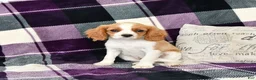 Cavalier King Charles Spaniel dogs for sale: Travis - Ad 2