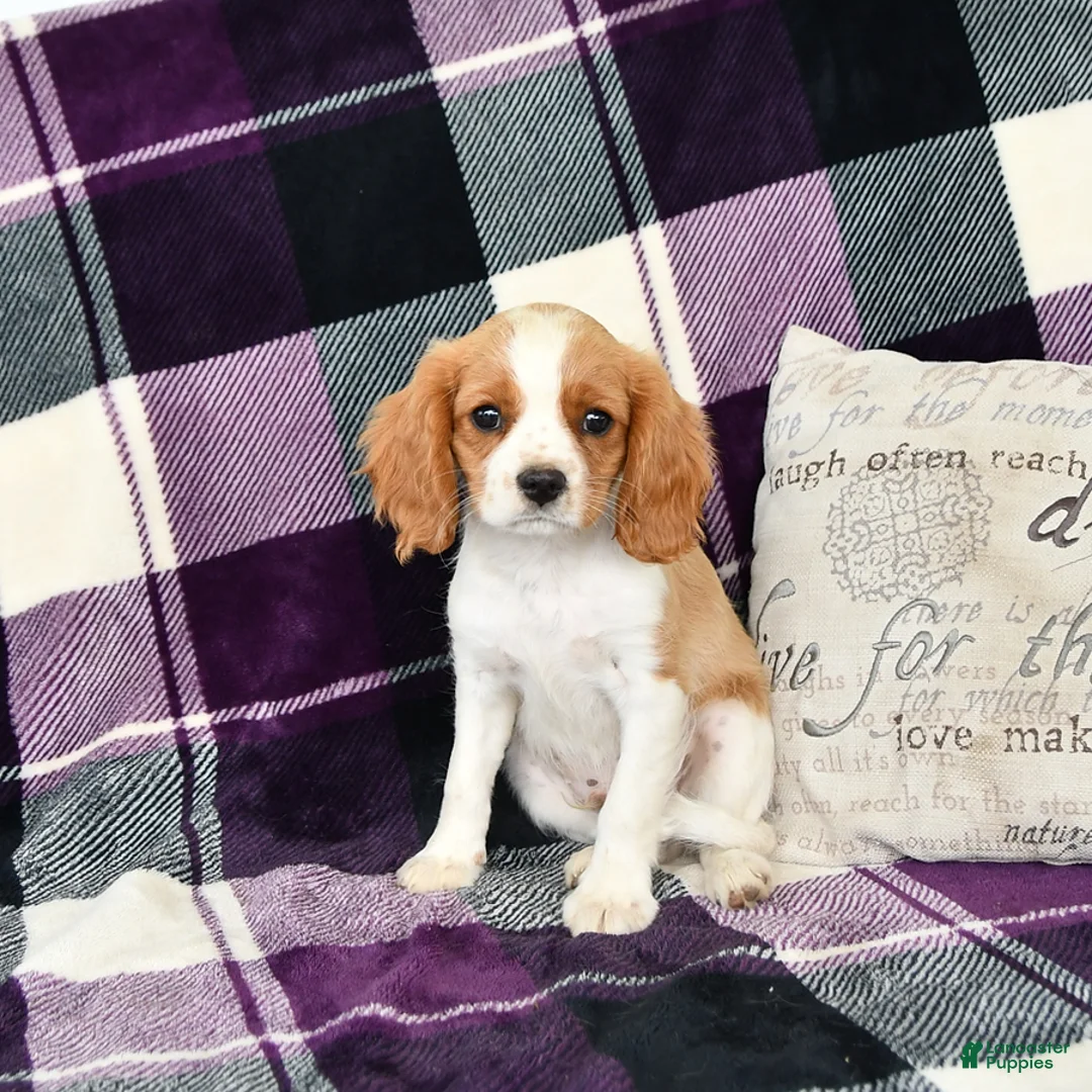 Cavalier King Charles Spaniel dogs for sale: Travis - Ad 2