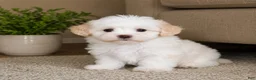 Maltipoo dogs for sale: Lily - Ad 1