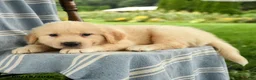 Mixed Breed dogs for sale: Calvin - Ad 3
