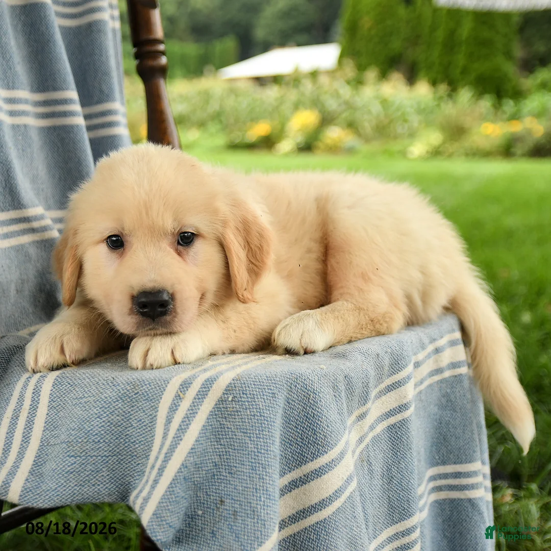Mixed Breed dogs for sale: Calvin - Ad 3