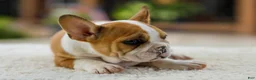 French Bulldog dogs for sale: Oasis – Fawn/White - Ad 6