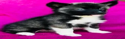 Siberian Husky dogs for sale: Koal - Ad 11