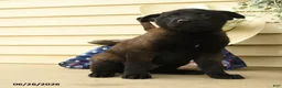 Belgian Malinois dogs for sale: Casper - Ad 3