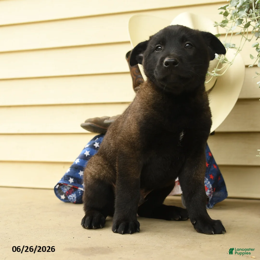Belgian Malinois dogs for sale: Casper - Ad 3