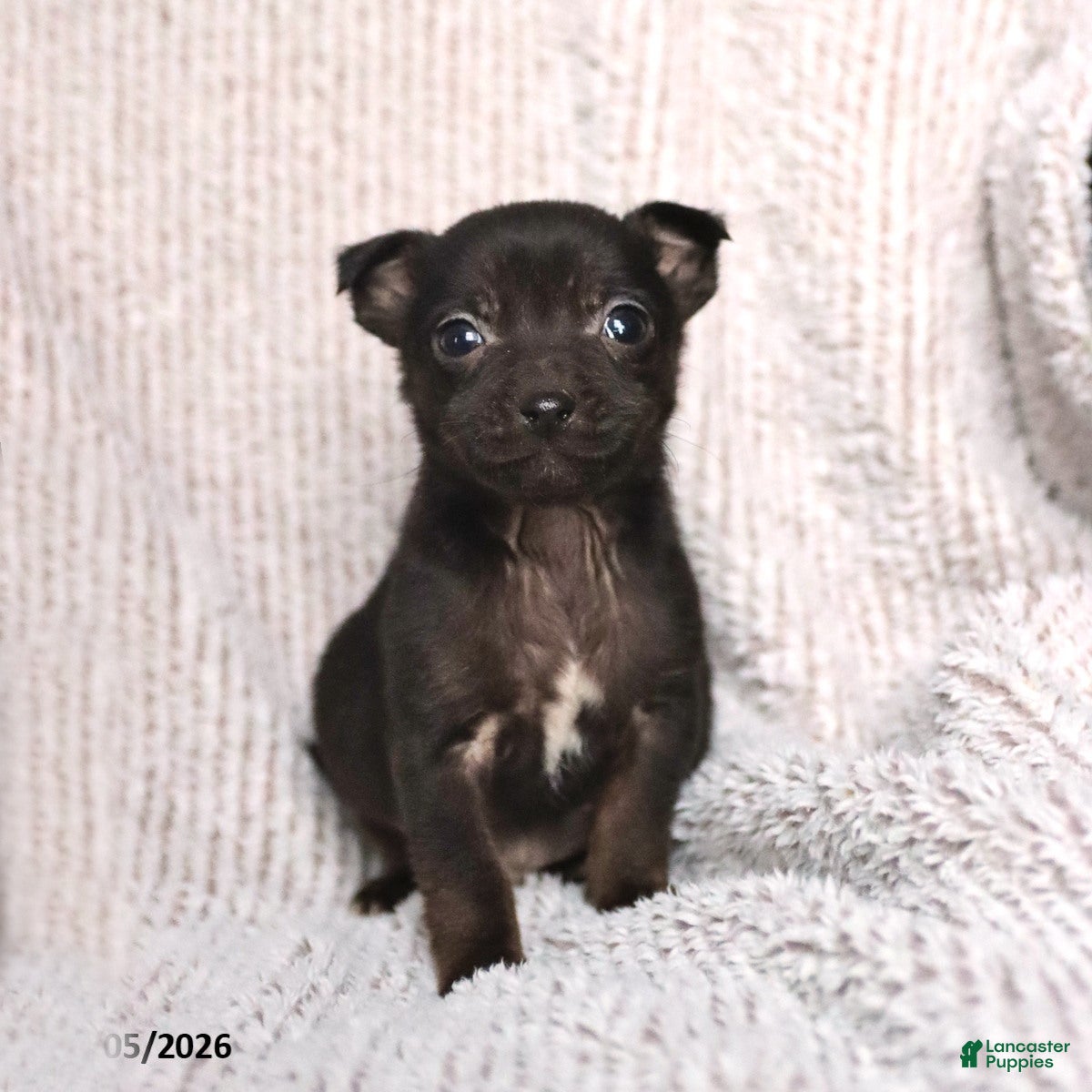 Mixed Breed dogs Sophie - Ad 4
