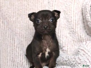 Mixed Breed dogs Sophie - Ad 4