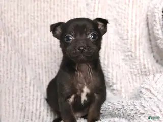 Mixed Breed dogs Scott - Ad 5