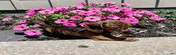 Miniature Dachshund dogs for sale: Miniature Dachshund 3 - Ad 2
