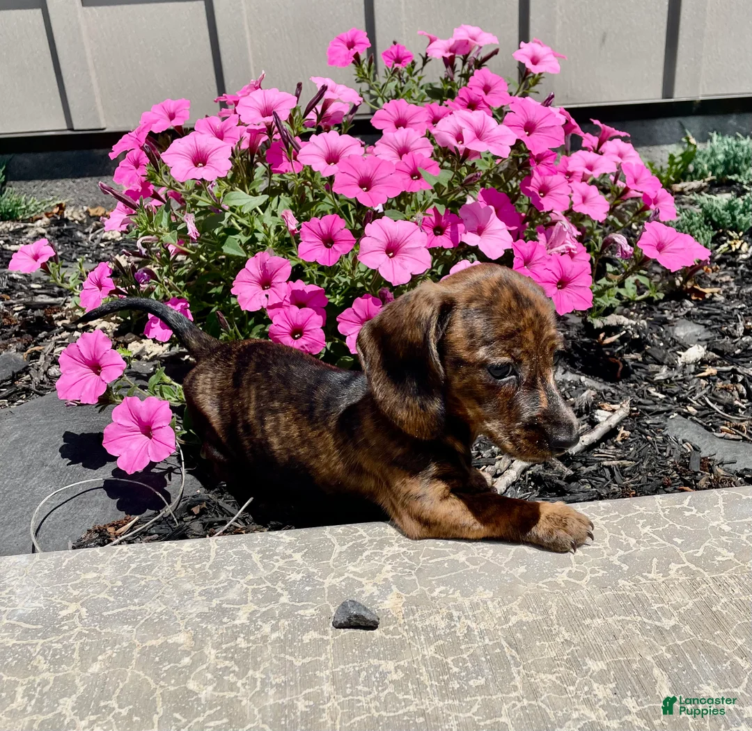 Miniature Dachshund dogs for sale: Miniature Dachshund 3 - Ad 2