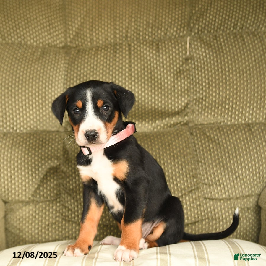 Greater Swiss Mountain Dog dogs Rain - Ad 4