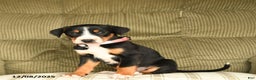 Greater Swiss Mountain Dog dogs for sale: Rain - Ad 1