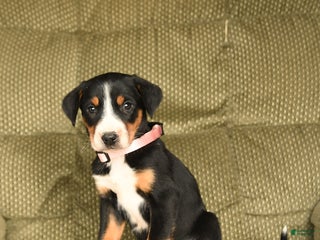 Greater Swiss Mountain Dog dogs Rain - Ad 7