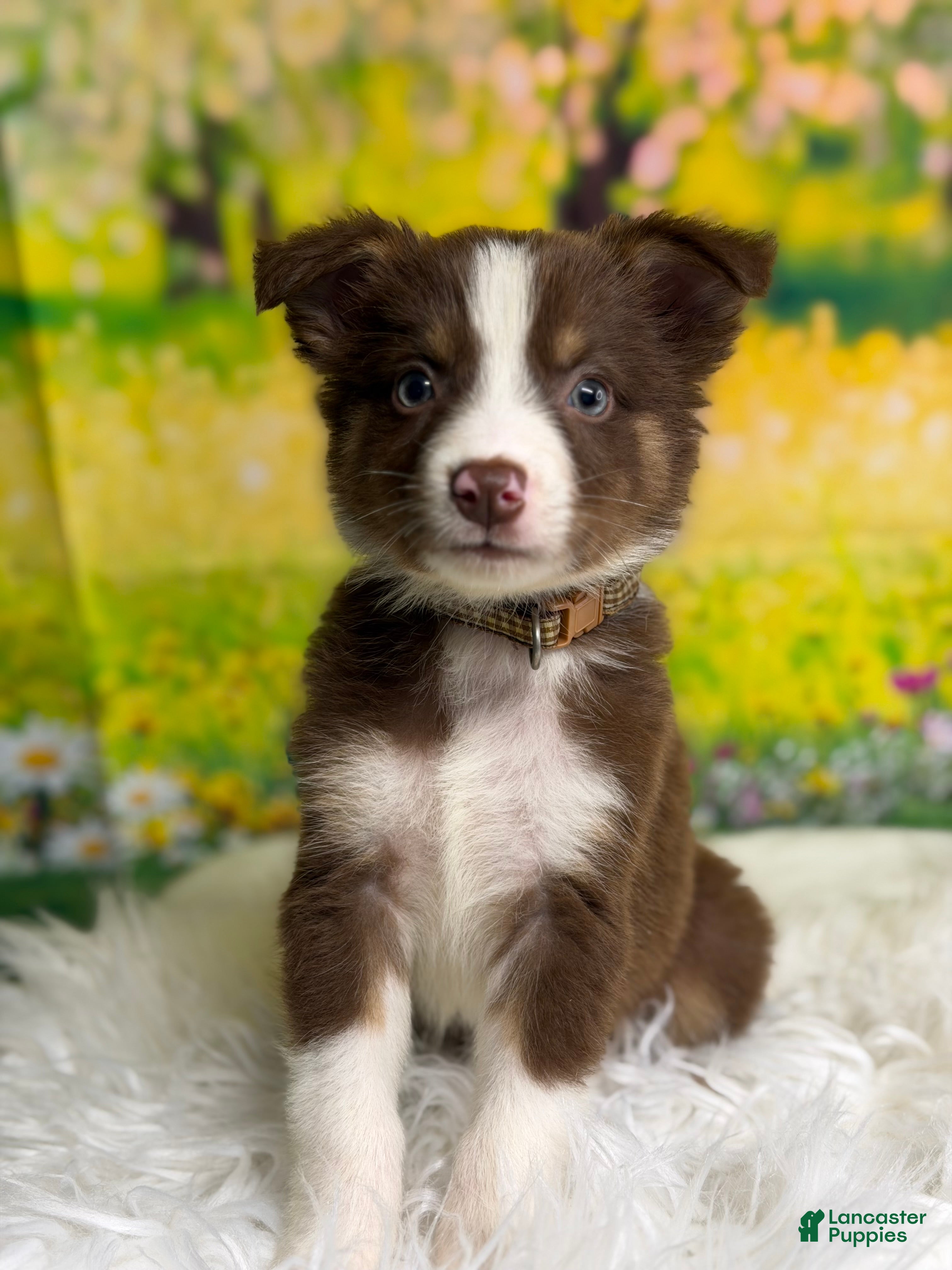 Australian Shepherd dogs Australian Shepherd Peter - Ad 1