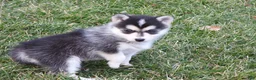 Pomsky dogs for sale: Emily - Ad 8