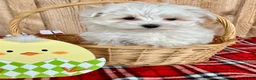 Maltese dogs for sale: Oscar - Ad 4