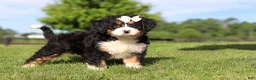 Mini Bernedoodle dogs for sale: Waffle - Ad 3