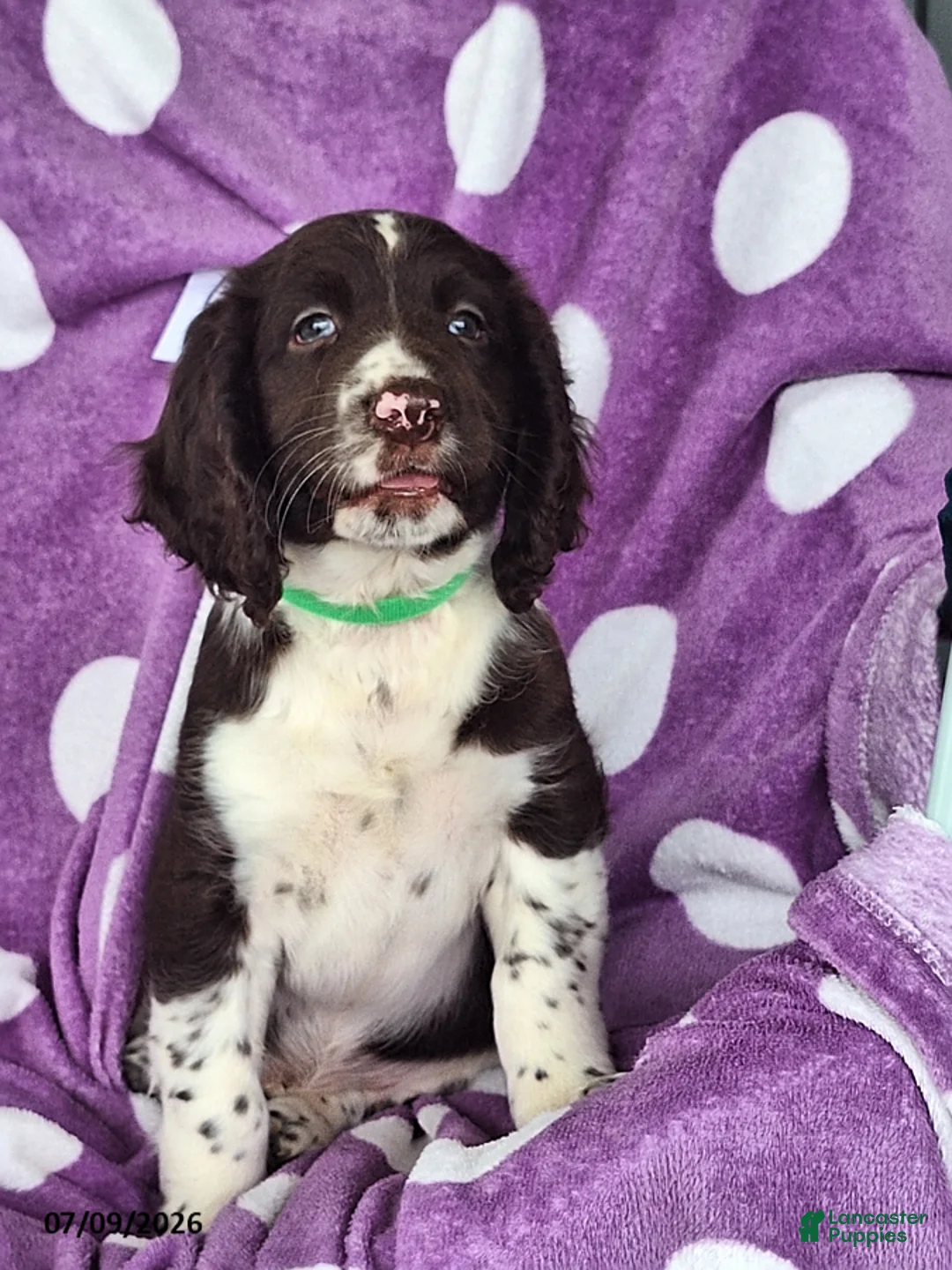 English Springer Spaniel dogs for sale: Oreo - Ad 1