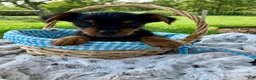 Yorkshire Terrier dogs for sale: Candy - Ad 4