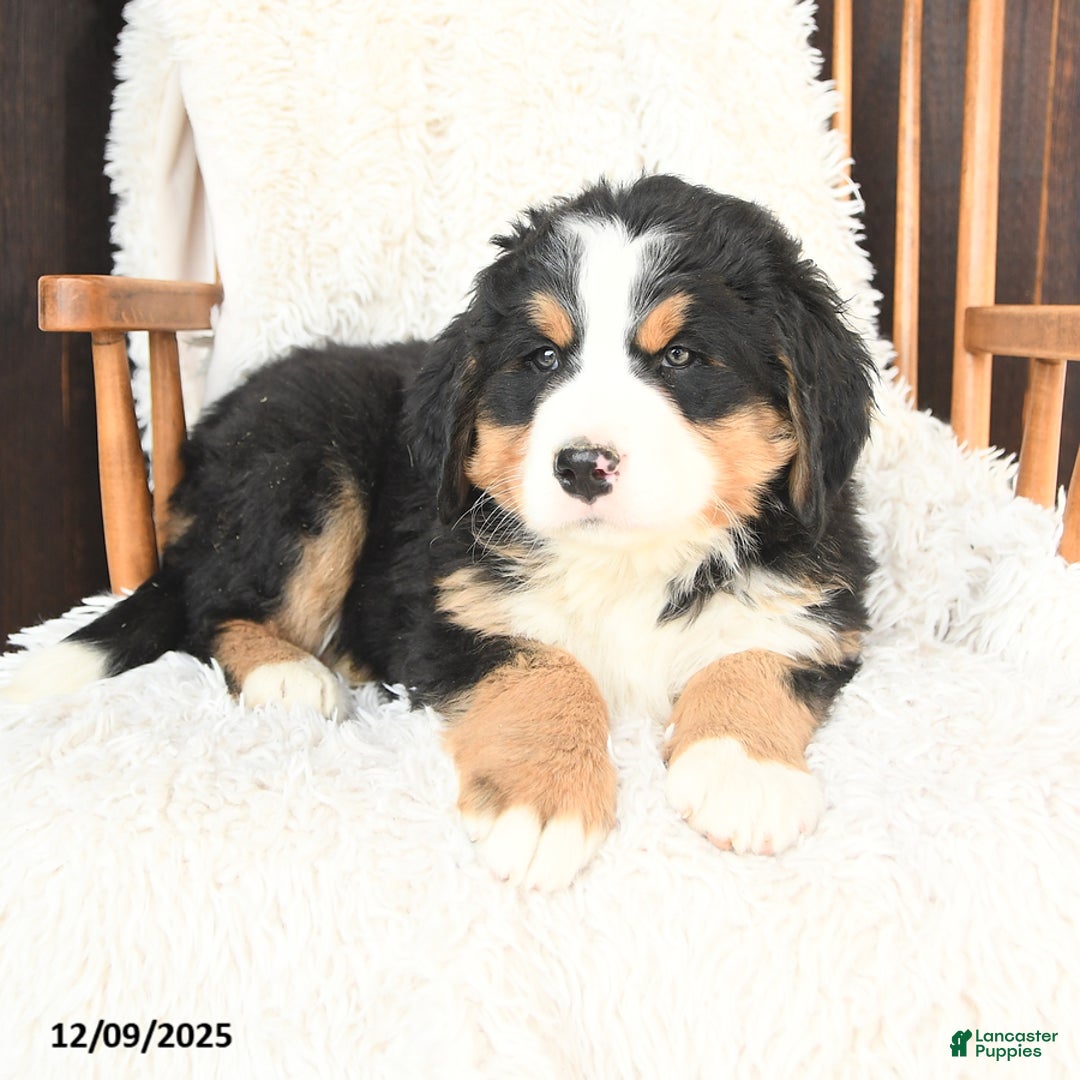 Bernedoodle dogs for sale: Noel - Ad 2