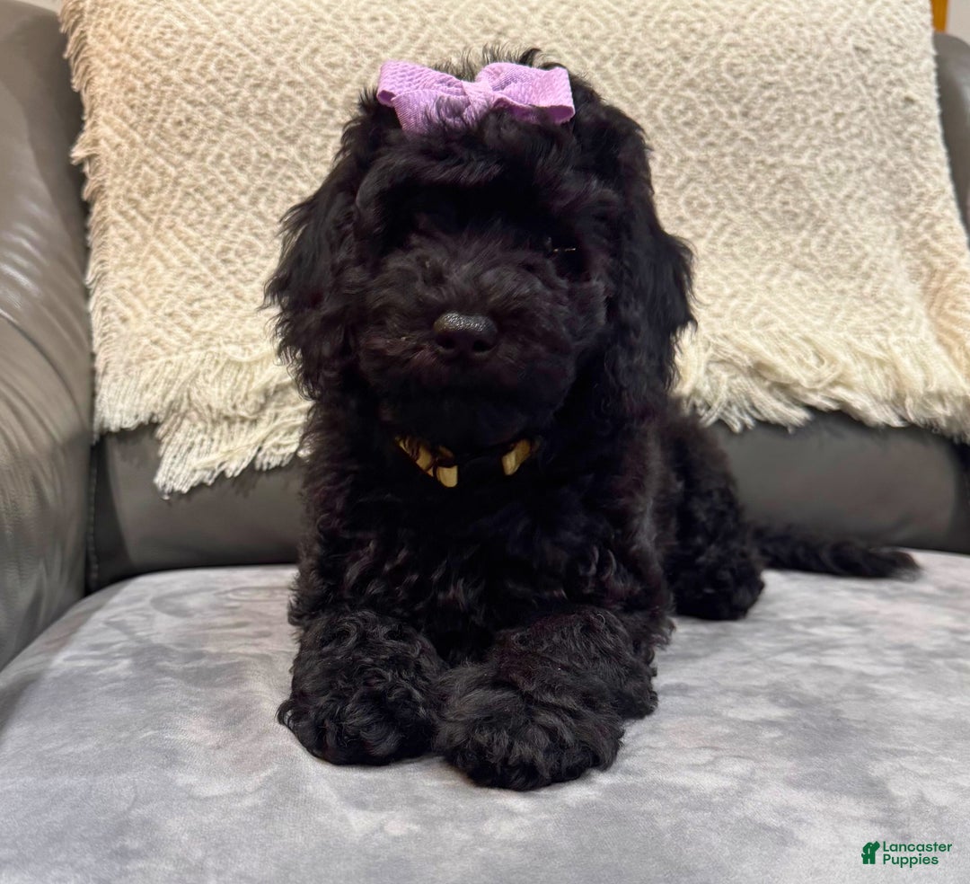 Mini Goldendoodle dogs for sale: Mini Goldendoodle Puppy 2 - Ad 2