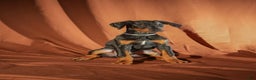 Doberman Pinscher dogs for sale: Gray - Ad 5