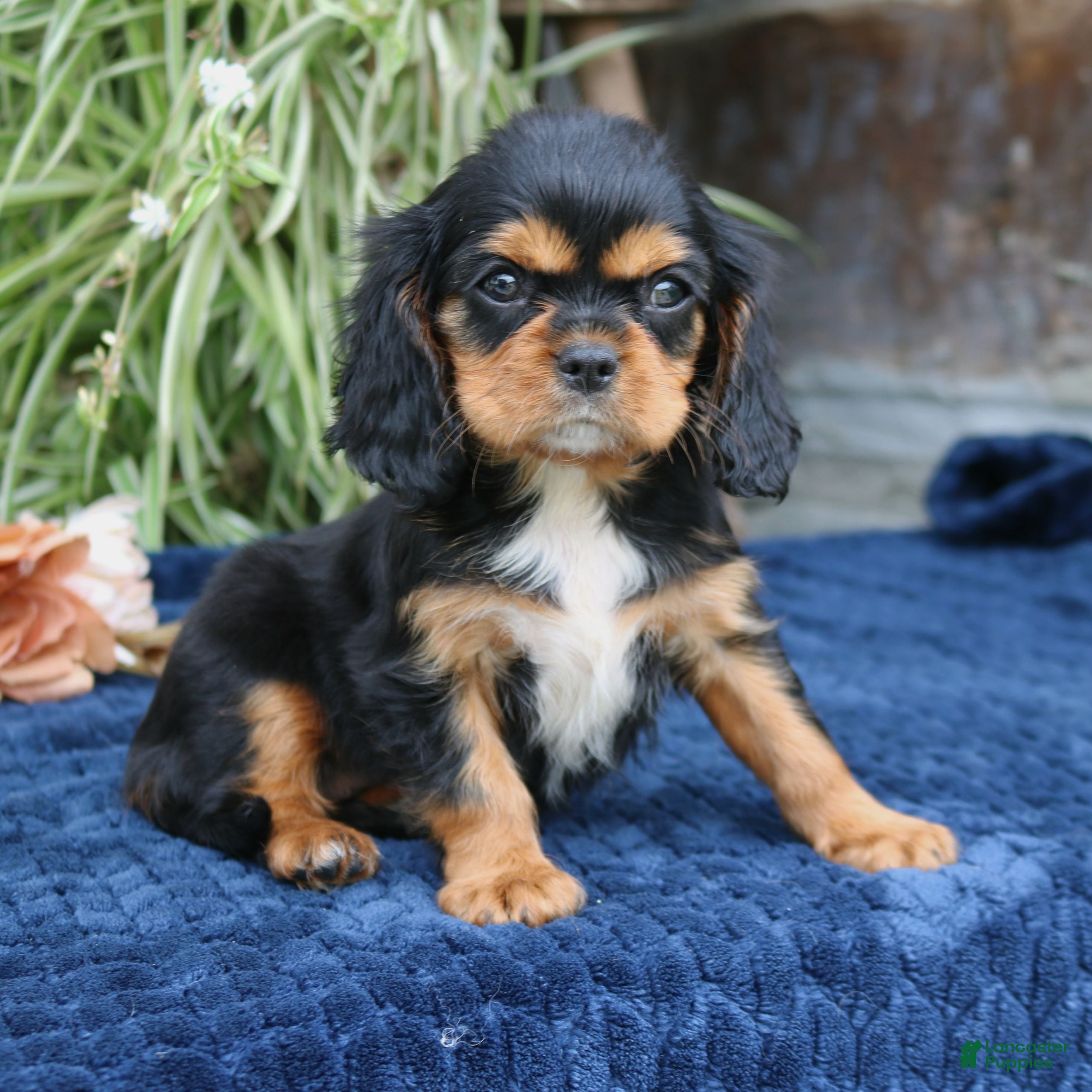 Cavalier King Charles Spaniel dogs Jalena  - Ad 1