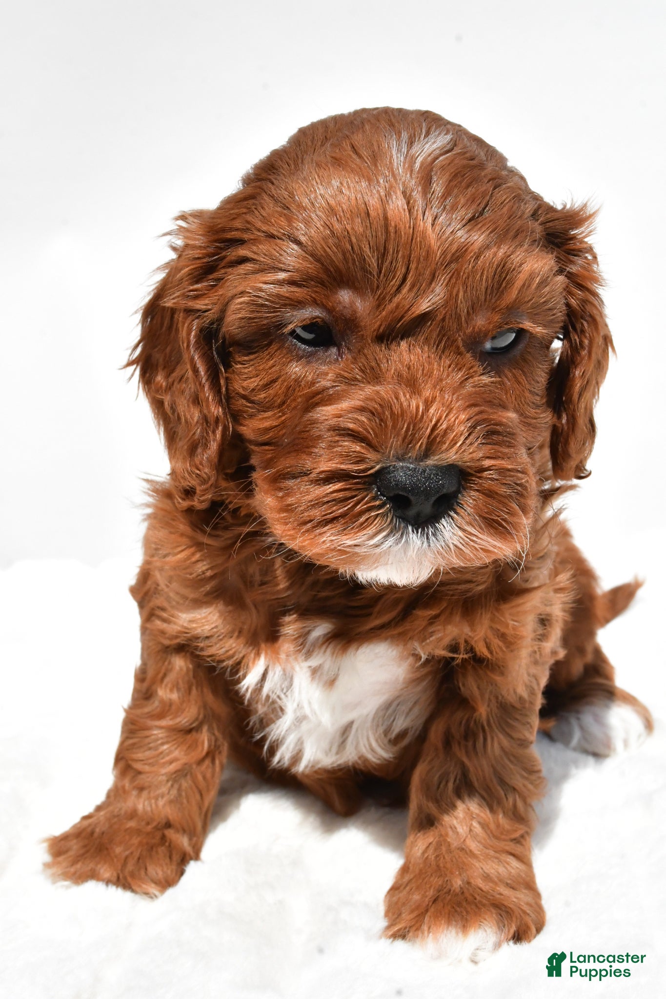 Cavapoo dogs Kit-Kat - Ad 1