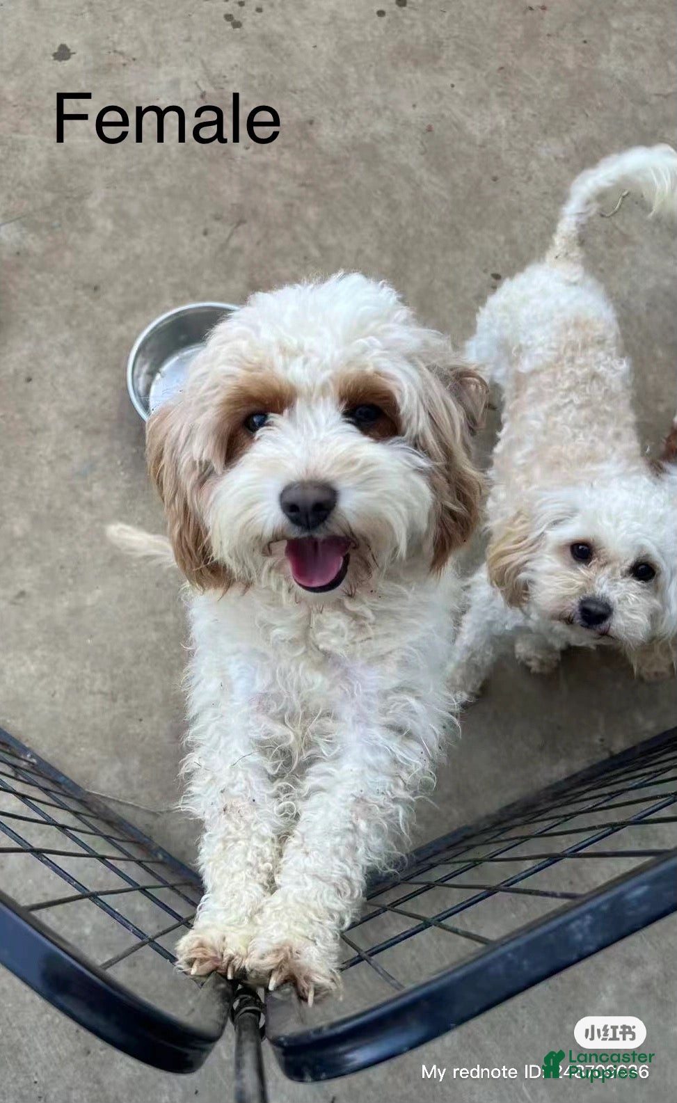 Cavapoo dogs Lulu - Ad 26