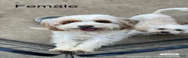 Lulu