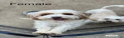 Cavapoo dogs for sale: Lulu - Ad 1