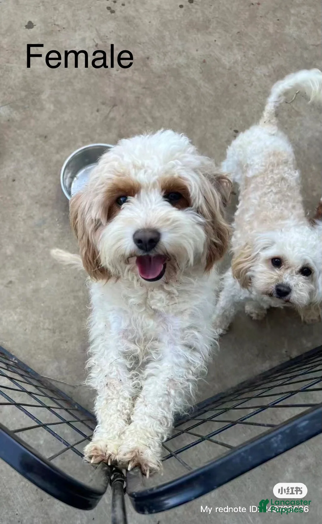 Cavapoo dogs for sale: Lulu - Ad 1