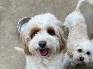Cavapoo dogs Lulu - Ad 26