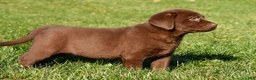 Labrador Retriever dogs for sale: Mira - Ad 14