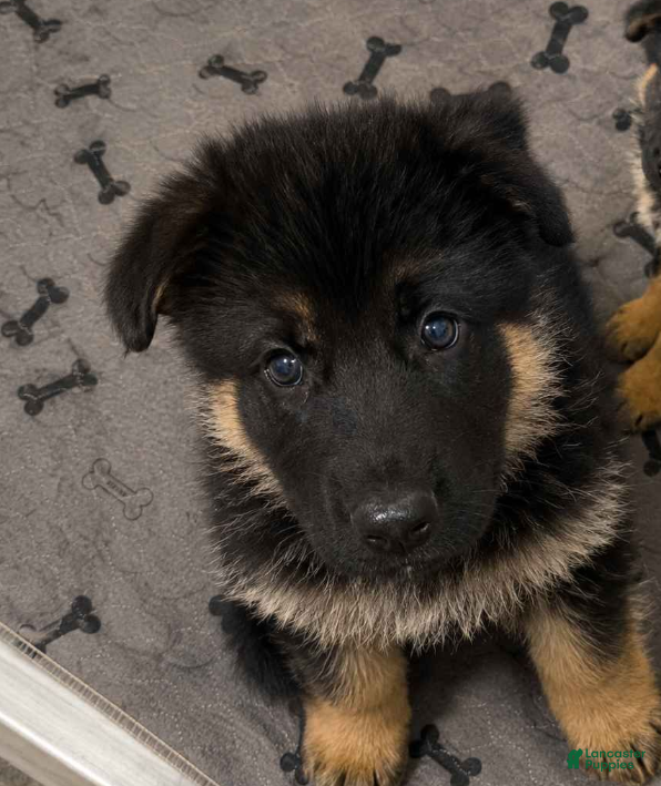 German Shepherd dogs Boy 2 - Ad 24
