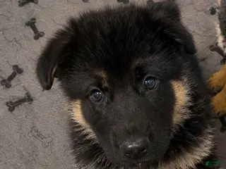 German Shepherd dogs Boy 2 - Ad 24