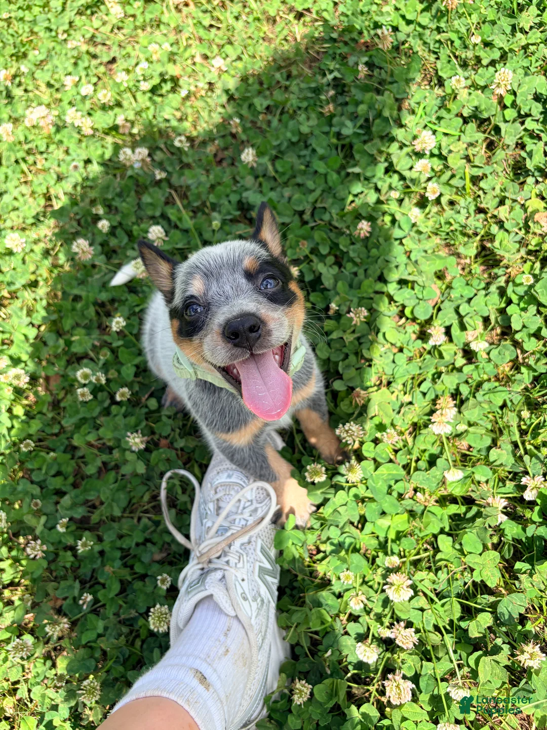 Australian Cattle Dog dogs for sale: Australian Cattle Dog Puppy 1 - Ad 2