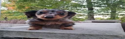 Miniature Dachshund dogs for sale: Dax - Ad 8