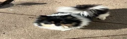 Pomeranian dogs for sale: Bear - Ad 4