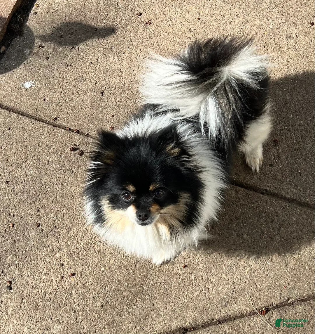 Pomeranian dogs for sale: Bear - Ad 4