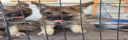 German Shepherd dogs for sale: German Shepherd 2 - Ad 2