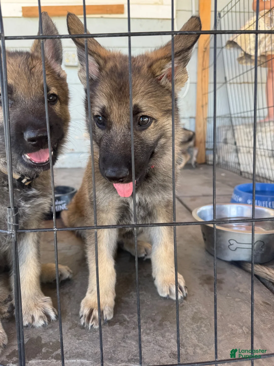 German Shepherd dogs for sale: German Shepherd 2 - Ad 2