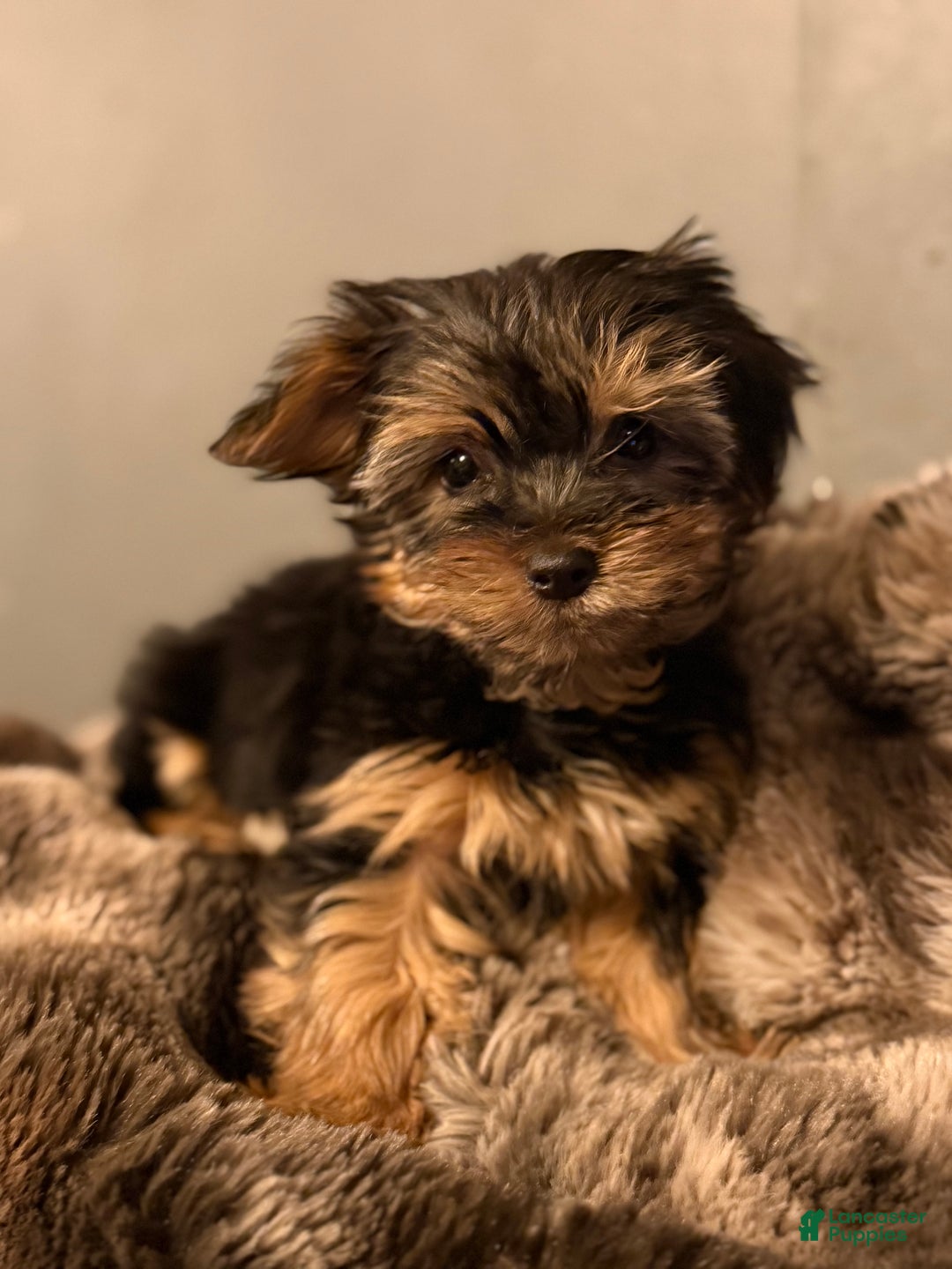 Yorkshire Terrier dogs for sale: Vivian - Ad 1
