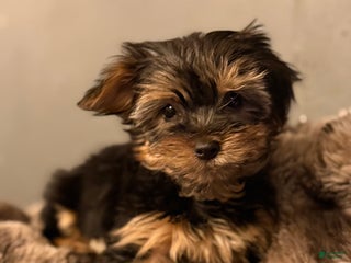Yorkshire Terrier dogs for sale: Vivian - Ad 1