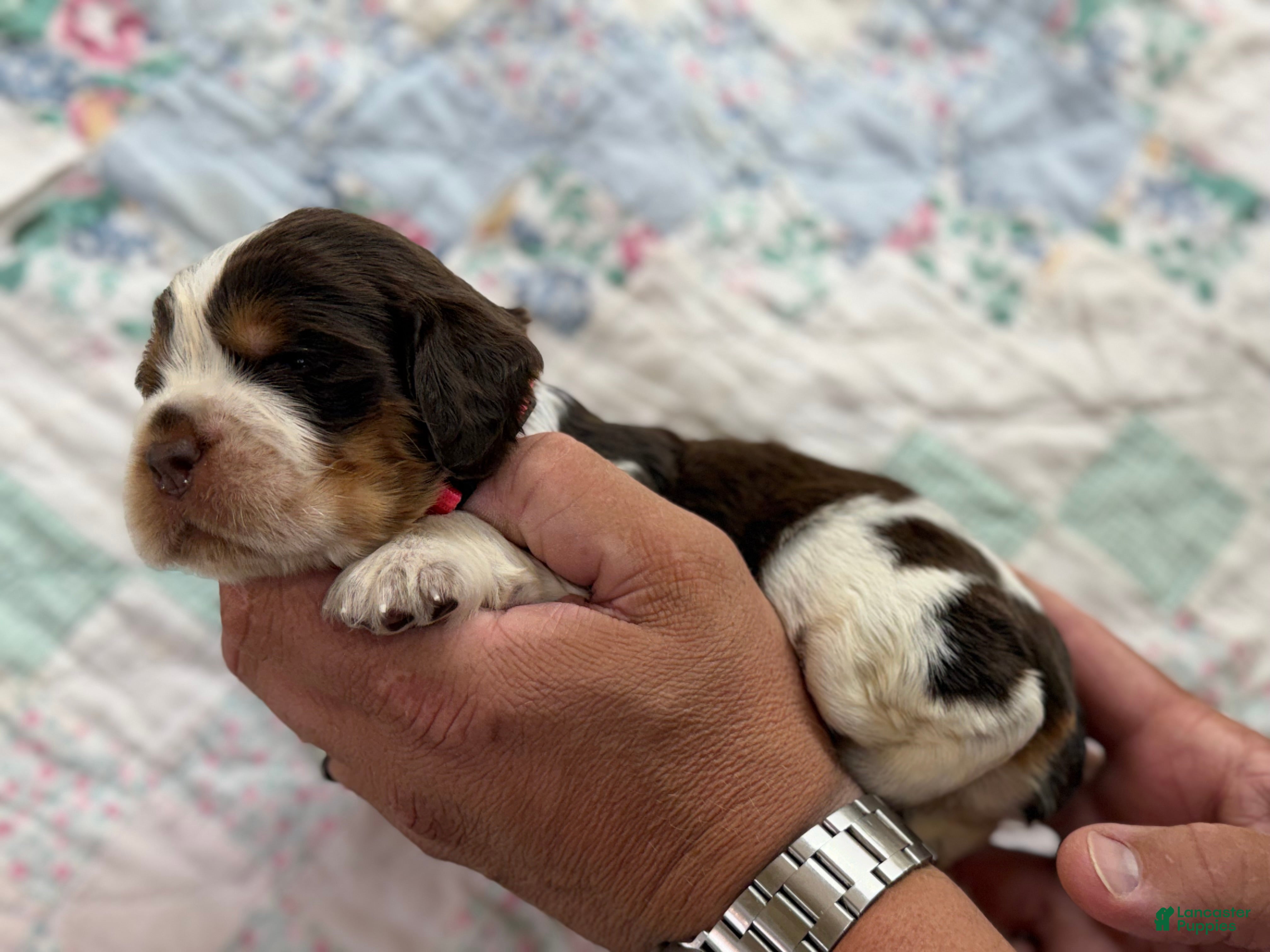 English Springer Spaniel dogs Dune - Ad 1