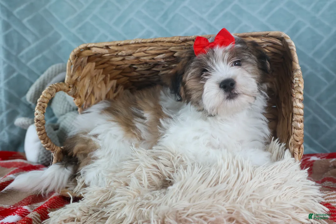 Teddy Bear dogs for sale: GEO - Ad 2