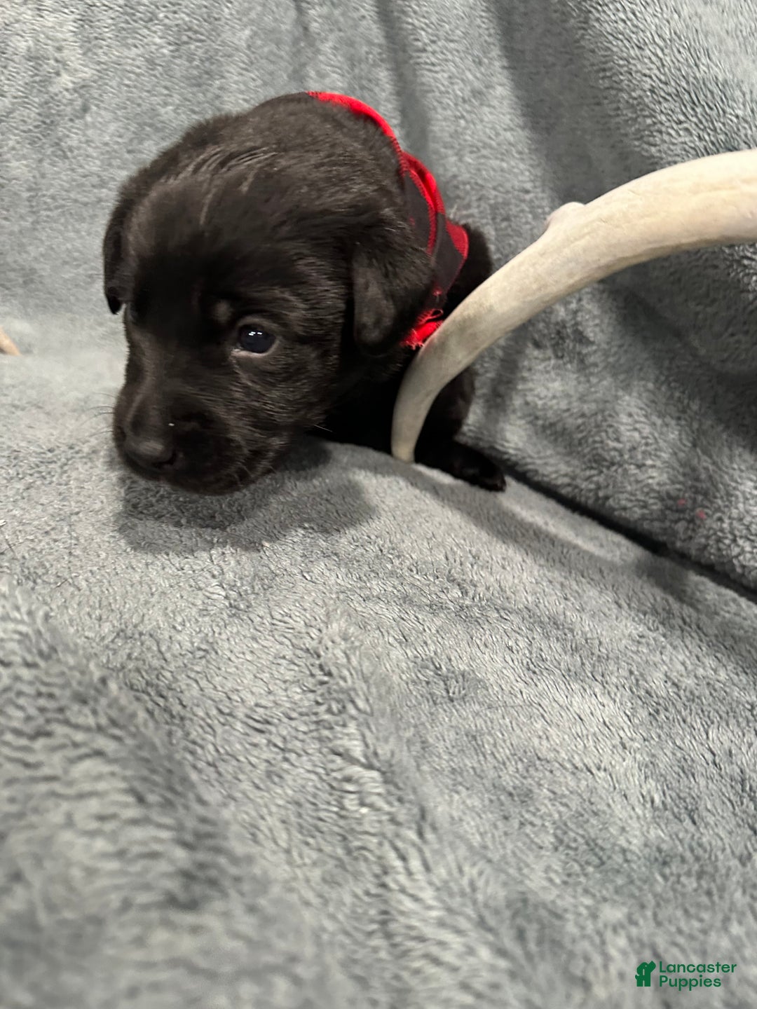 Labrador Retriever dogs for sale: Remington  - Ad 3