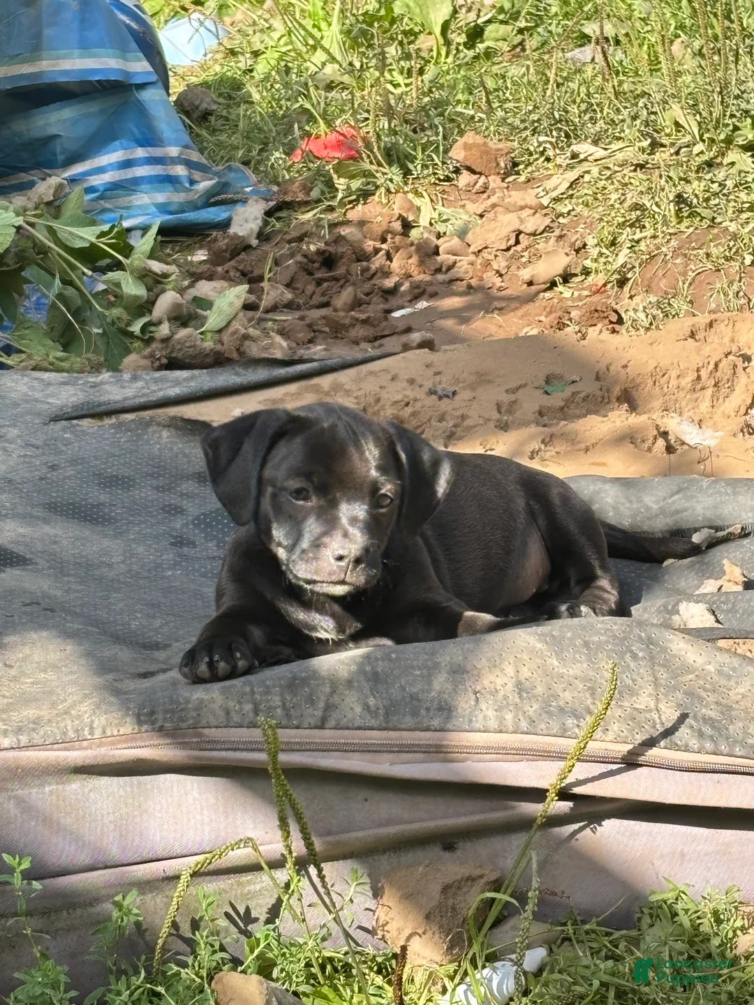 Mixed Breed dogs for sale: Peanut - Ad 2