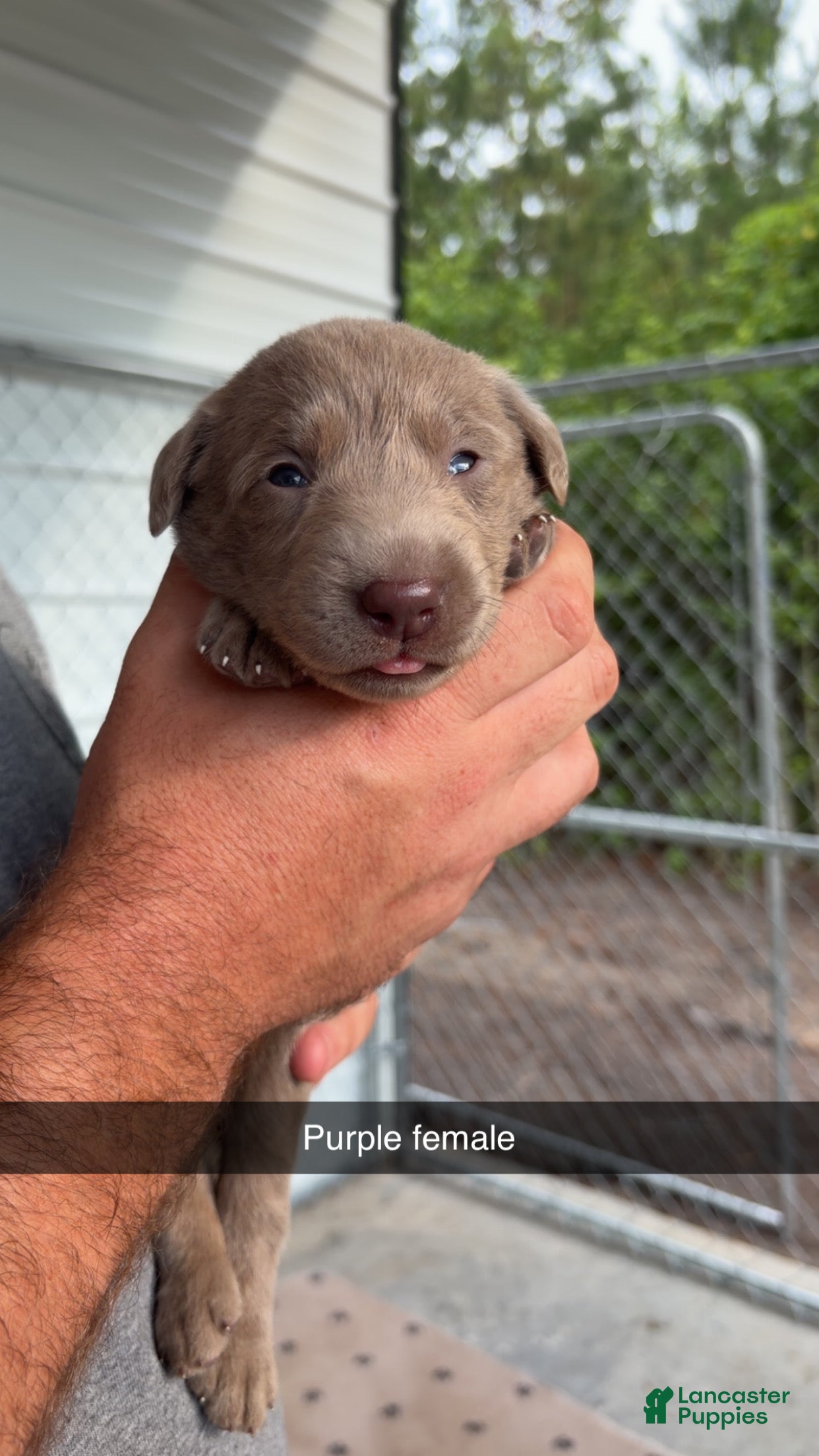 Labrador Retriever dogs for sale: Purple female  - Ad 1